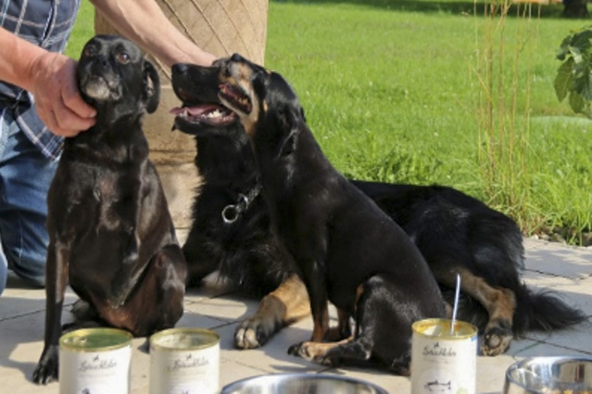 Die Hunde Kathie, Sissi und Milly Ketterl — die Produkttester